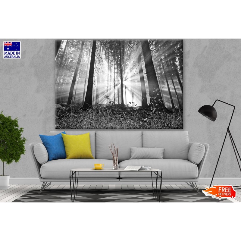 B&W Forest Photograph Print 100% Australian Made