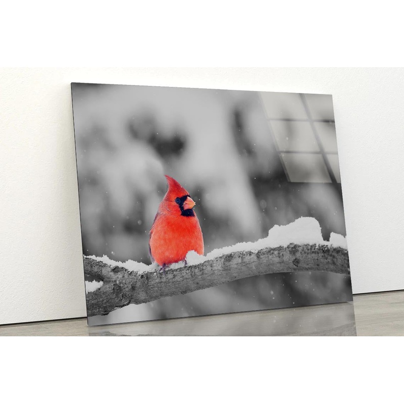 B&W Red Bird Winter View Acrylic Glass Print Tempered Glass Wall Art 100% Made in Australia Ready to Hang
