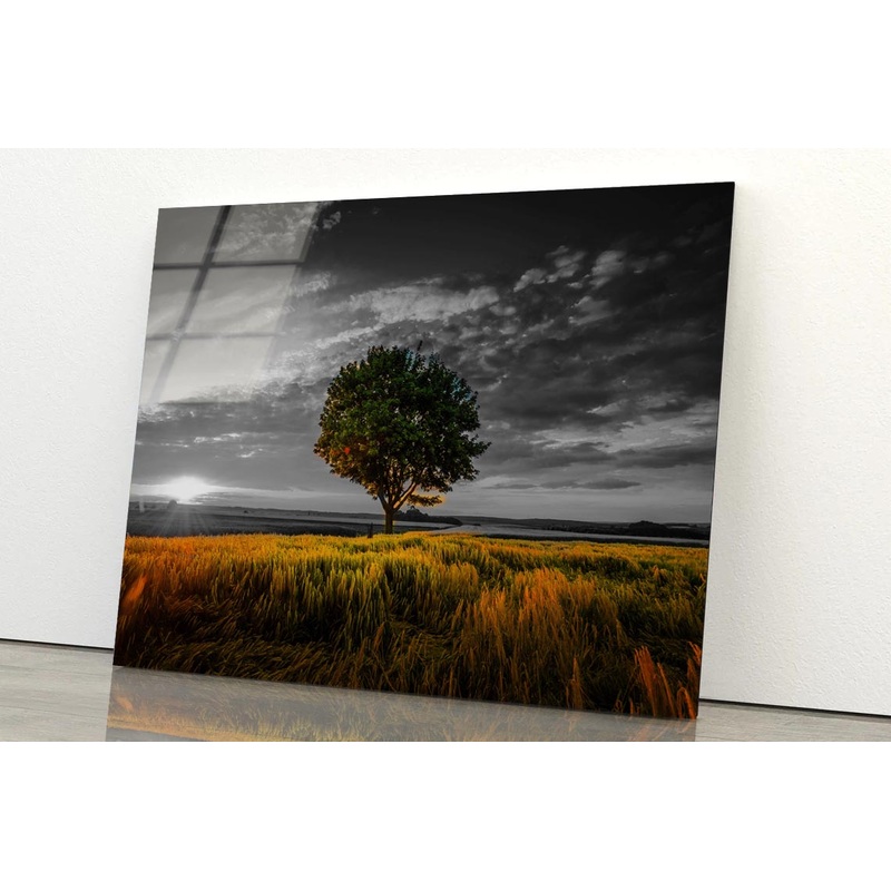 B&W Tree with Sunset Meadow Acrylic Glass Print Tempered Glass Wall Art 100% Made in Australia Ready to Hang