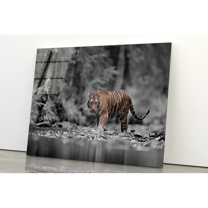 Blue Eye Tiger Acrylic Glass Print Tempered Glass Wall Art 100% Made in Australia Ready to Hang