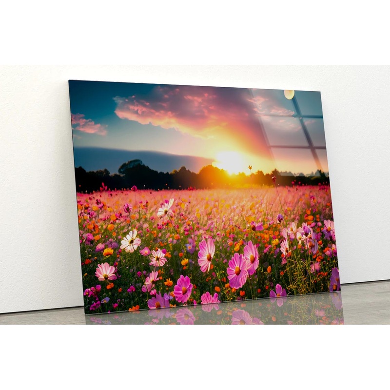 Beautiful and Amazing Cosmos Flower Field in Sunset Acrylic Glass Print Tempered Glass Wall Art 100% Made in Australia Ready to Hang