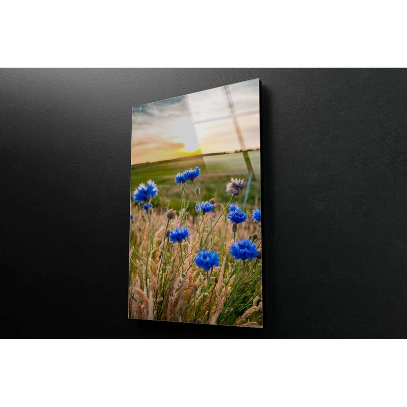Beautiful Blue Cornflowers Acrylic Glass Print Tempered Glass Wall Art 100% Made in Australia Ready to Hang
