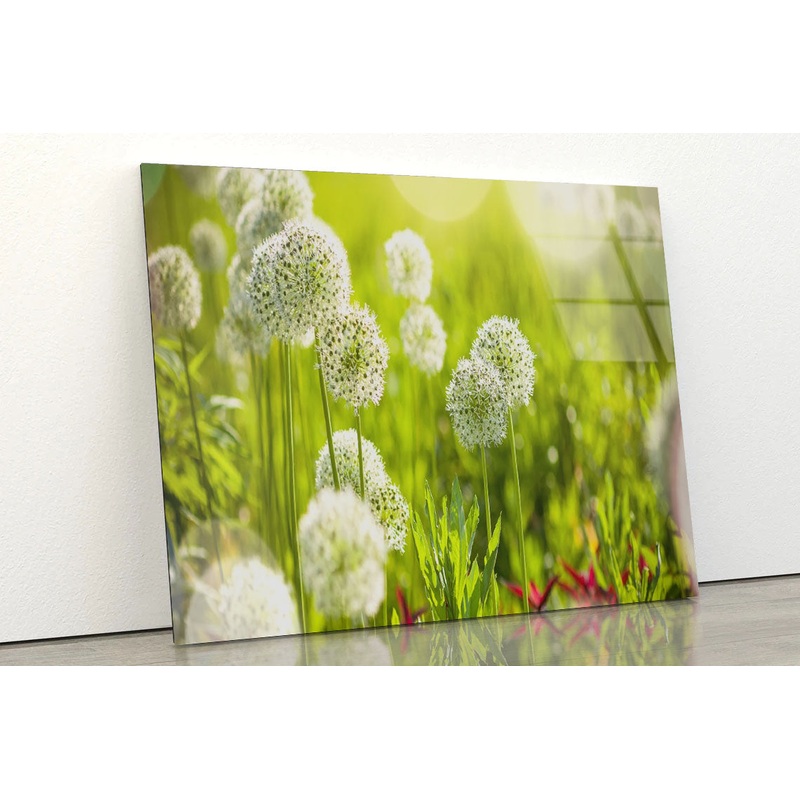 Beautiful White Allium Circular Acrylic Glass Print Tempered Glass Wall Art 100% Made in Australia Ready to Hang