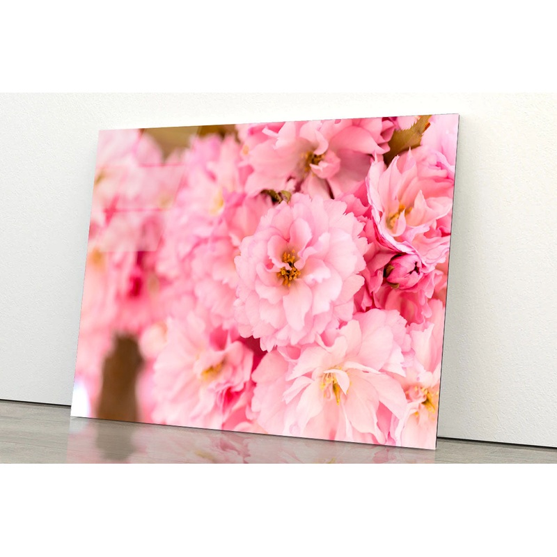 Blossoming Pink Flowers Acrylic Glass Print Tempered Glass Wall Art 100% Made in Australia Ready to Hang