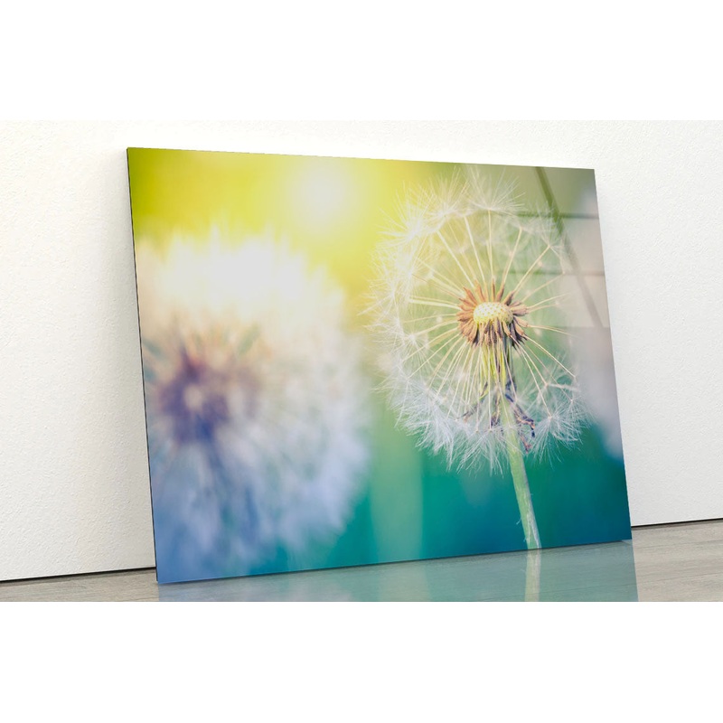 Closeup of Dandelion Acrylic Glass Print Tempered Glass Wall Art 100% Made in Australia Ready to Hang
