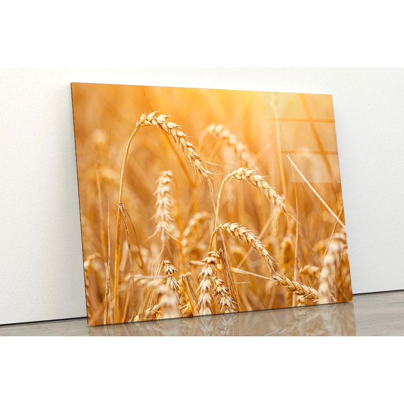 Field of Ripe Wheat Acrylic Glass Print Tempered Glass Wall Art 100% Made in Australia Ready to Hang