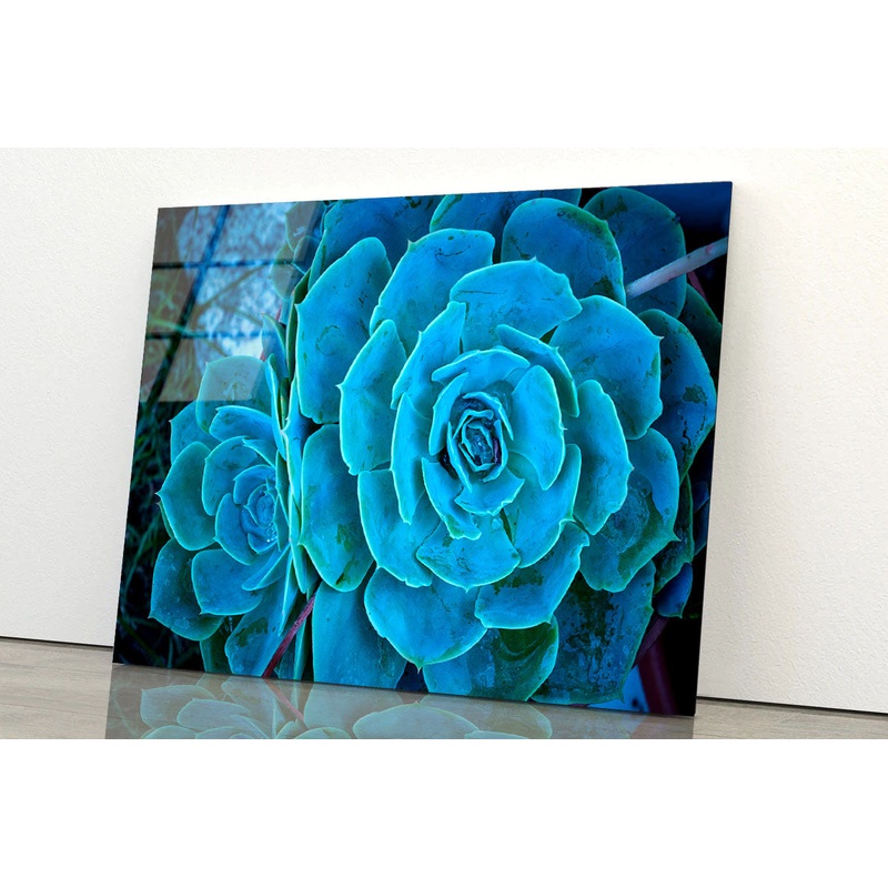 The Green Cactus Plant Acrylic Glass Print Tempered Glass Wall Art 100% Made in Australia Ready to Hang