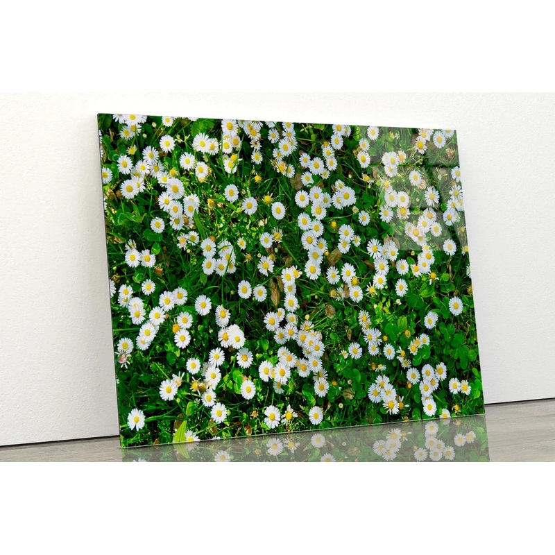 Wild White Daisies Meadow Acrylic Glass Print Tempered Glass Wall Art 100% Made in Australia Ready to Hang