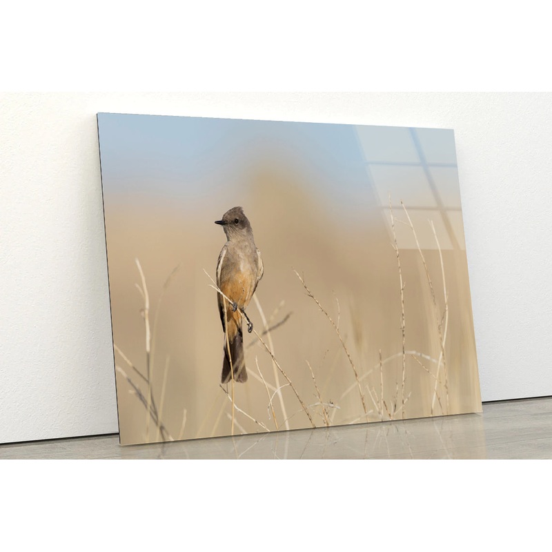 A Bird Perched On a Branch Close-up View Acrylic Glass Print Tempered Glass Wall Art 100% Made in Australia Ready to Hang