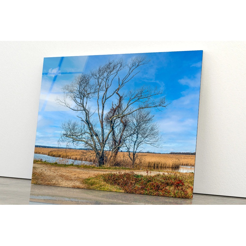 A Couple of Trees Grows In a Field Acrylic Glass Print Tempered Glass Wall Art 100% Made in Australia Ready to Hang