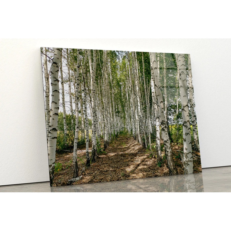 A Dirt Path Winding Through a Forest Acrylic Glass Print Tempered Glass Wall Art 100% Made in Australia Ready to Hang
