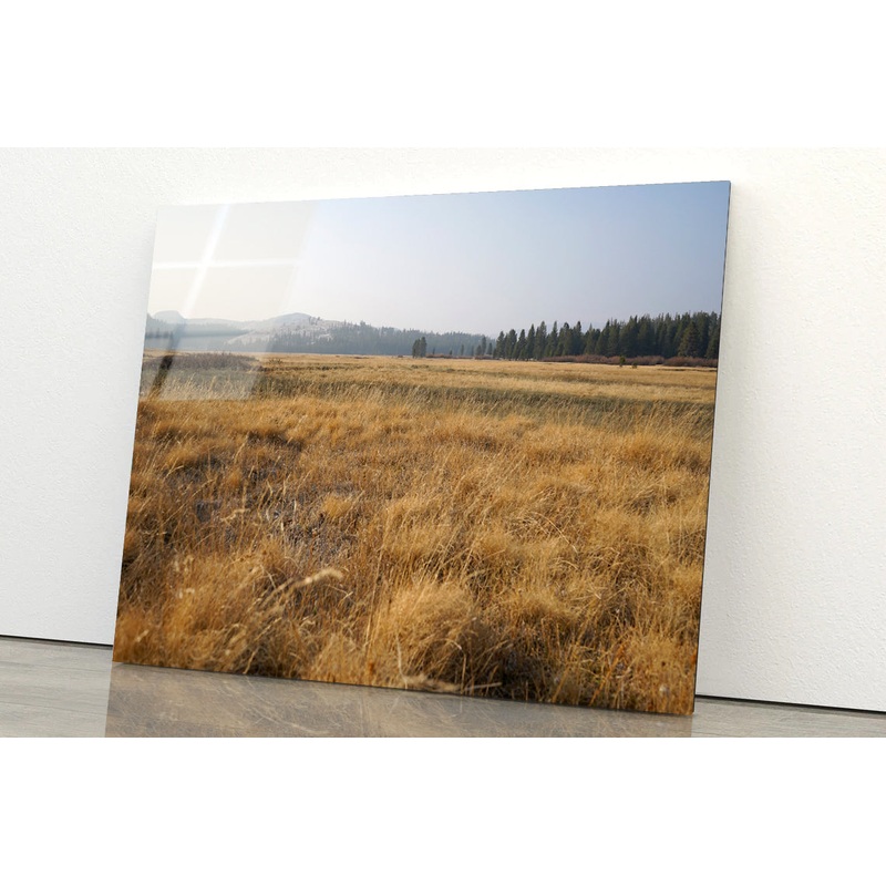 A Field Of Brown Grass with Trees in autumn Acrylic Glass Print Tempered Glass Wall Art 100% Made in Australia Ready to Hang