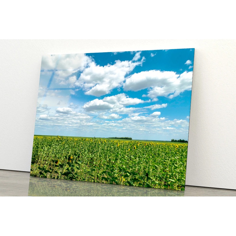 A Field Of Green Plants under a Cloudy Sky Acrylic Glass Print Tempered Glass Wall Art 100% Made in Australia Ready to Hang