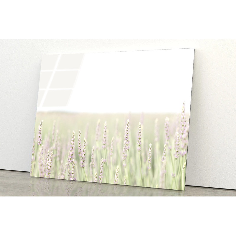 A Field Of Lavender with Grass and Plants Acrylic Glass Print Tempered Glass Wall Art 100% Made in Australia Ready to Hang