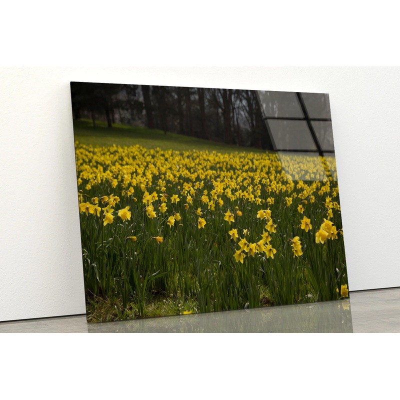 A Field Of Yellow Flowers in a Meadow during spring Acrylic Glass Print Tempered Glass Wall Art 100% Made in Australia Ready to Hang