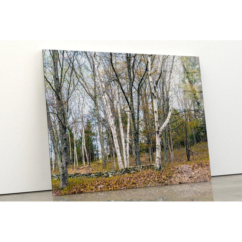 A Forest of Deciduous Trees in autumn Acrylic Glass Print Tempered Glass Wall Art 100% Made in Australia Ready to Hang