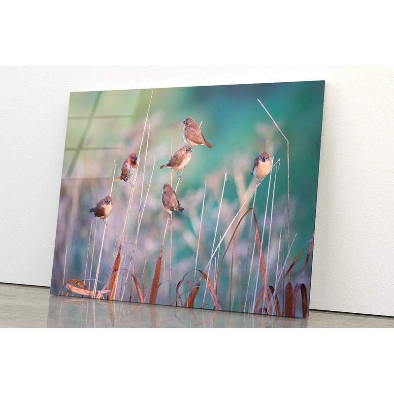 A Group of Birds Perched On a Branch View Acrylic Glass Print Tempered Glass Wall Art 100% Made in Australia Ready to Hang