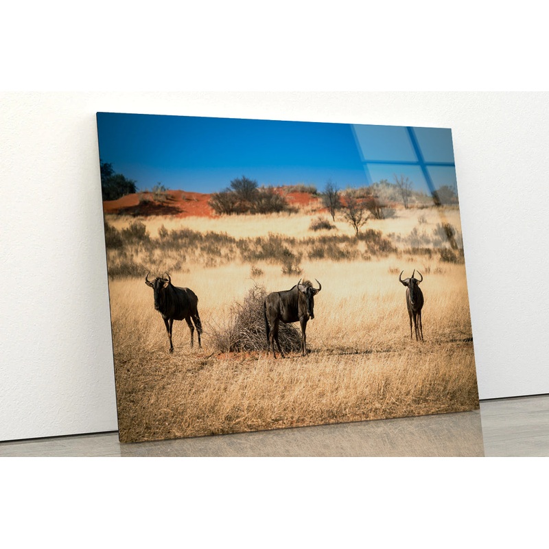 A Group of Mammals Standing In a Field in Namibia Acrylic Glass Print Tempered Glass Wall Art 100% Made in Australia Ready to Hang
