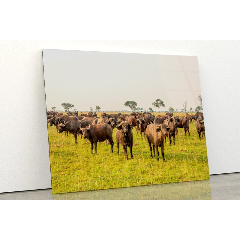 A Herd of Buffalo Grazing In a Field in Uganda Acrylic Glass Print Tempered Glass Wall Art 100% Made in Australia Ready to Hang