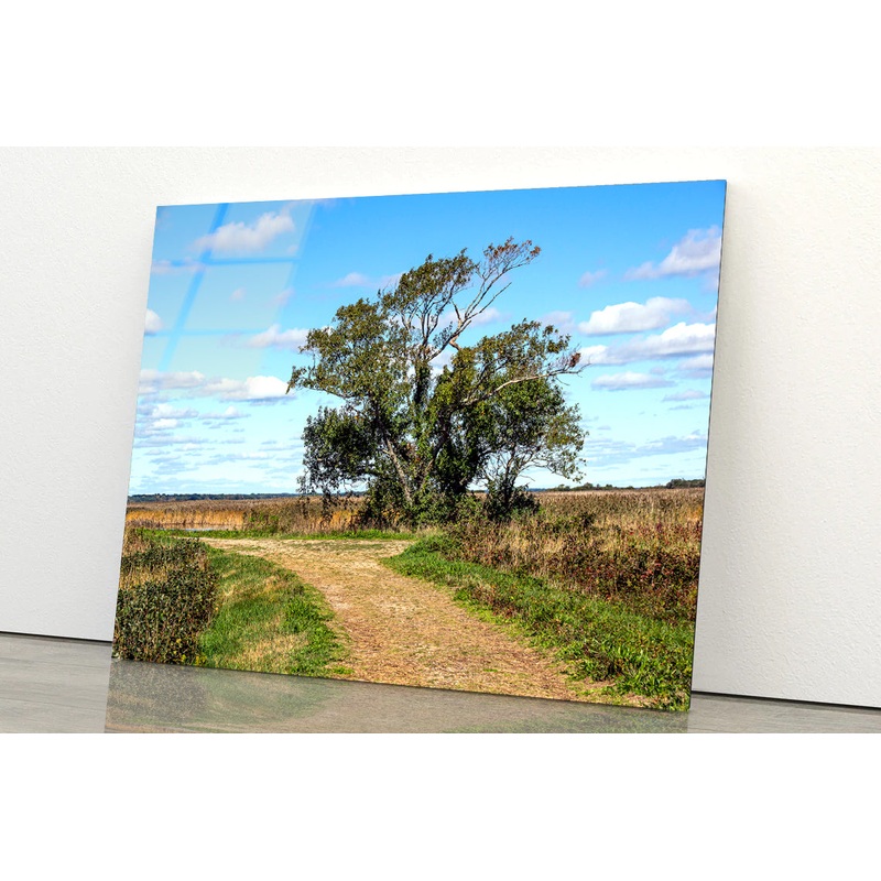 A Tree in the Vast Of Parker River Acrylic Glass Print Tempered Glass Wall Art 100% Made in Australia Ready to Hang