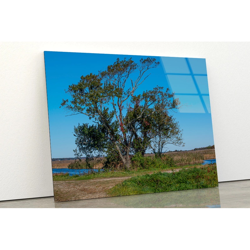 A Tree Standing In a Field on an Autumn Day Acrylic Glass Print Tempered Glass Wall Art 100% Made in Australia Ready to Hang