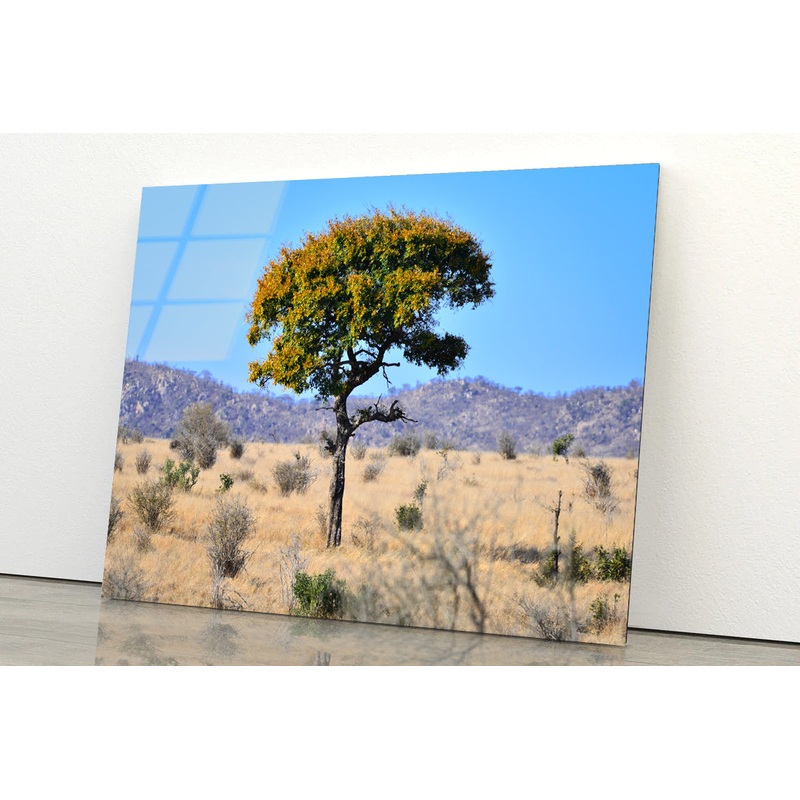 A Tree Standing In the Grasslands in South Africa Acrylic Glass Print Tempered Glass Wall Art 100% Made in Australia Ready to Hang