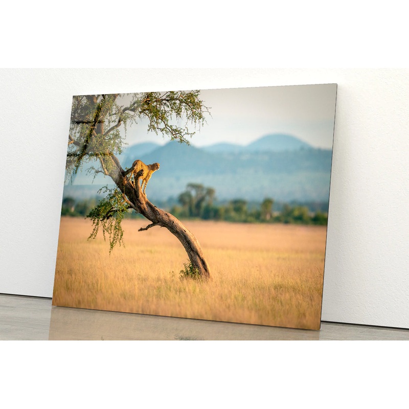 Cheetah Stands On Twisted Tree in Grassland Acrylic Glass Print Tempered Glass Wall Art 100% Made in Australia Ready to Hang