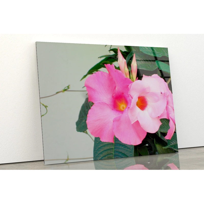 Close-Up of a Pink Mandevilla Flower Acrylic Glass Print Tempered Glass Wall Art 100% Made in Australia Ready to Hang