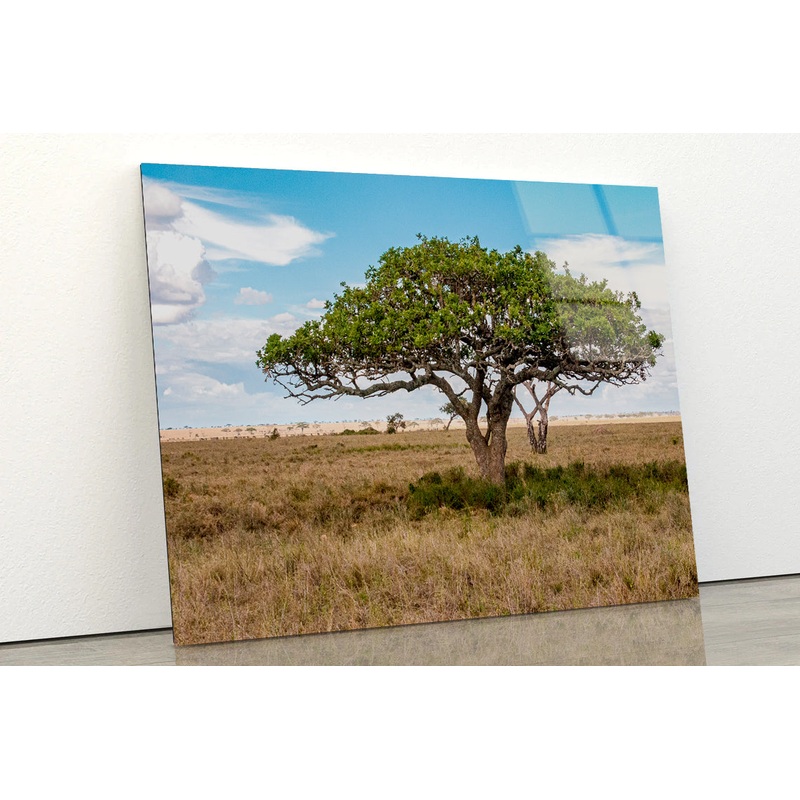 Close-up of a Tree in Tanzania Acrylic Glass Print Tempered Glass Wall Art 100% Made in Australia Ready to Hang