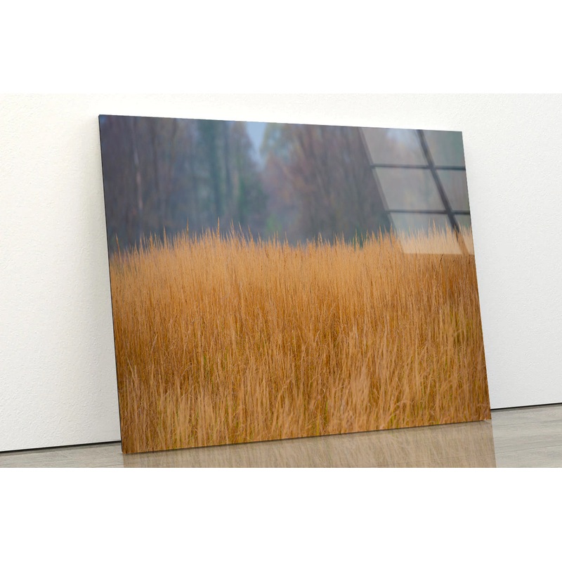Dry Grass in the Forest in Cloudy Weather Background Acrylic Glass Print Tempered Glass Wall Art 100% Made in Australia Ready to Hang