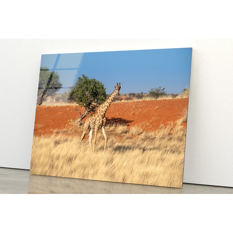 Giraffe Walking In a Field with the Sky in Namibia Acrylic Glass Print Tempered Glass Wall Art 100% Made in Australia Ready to Hang