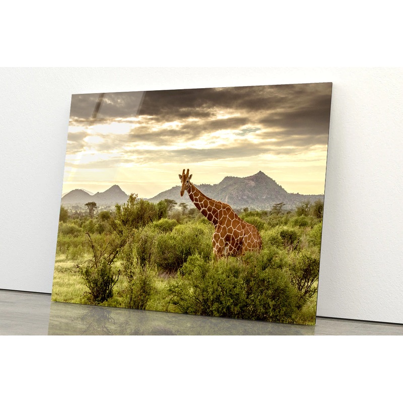 Giraffe Walking Through the Grasslands in Kenya Acrylic Glass Print Tempered Glass Wall Art 100% Made in Australia Ready to Hang