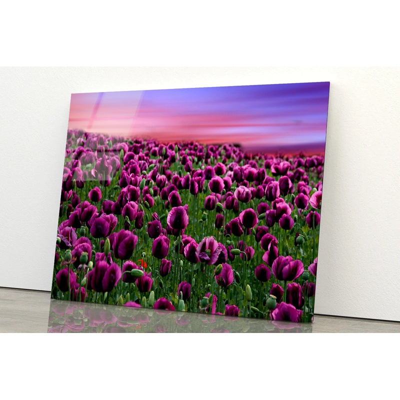 Romantic Sunset on a Field with Poppies Acrylic Glass Print Tempered Glass Wall Art 100% Made in Australia Ready to Hang