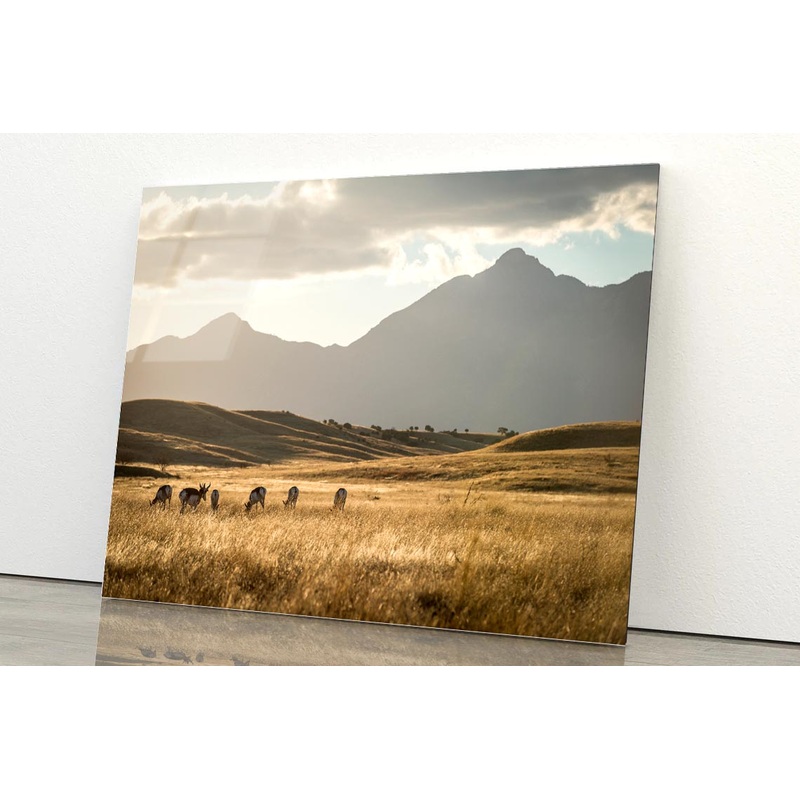 Sonoita Antelope Africa Acrylic Glass Print Tempered Glass Wall Art 100% Made in Australia Ready to Hang
