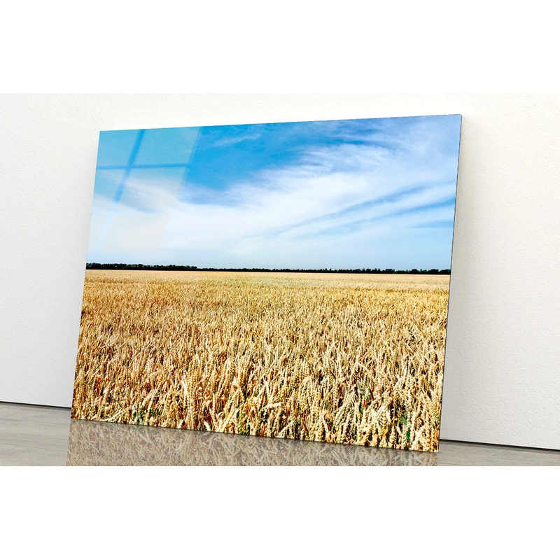 View of a Large Field Of Crops under a Blue Sky Acrylic Glass Print Tempered Glass Wall Art 100% Made in Australia Ready to Hang