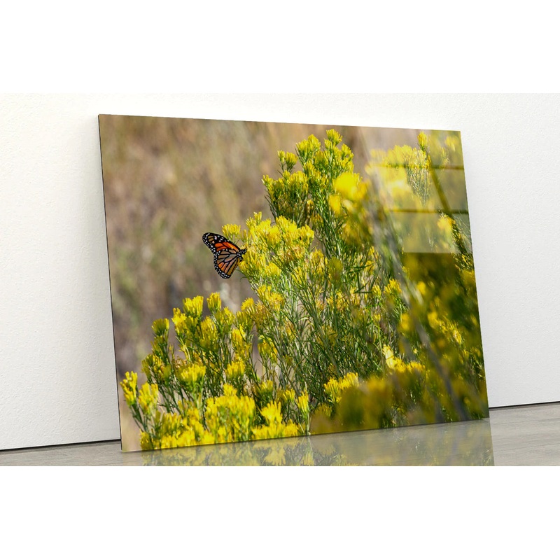 View of a Monarch Butterfly Resting On a Plant Acrylic Glass Print Tempered Glass Wall Art 100% Made in Australia Ready to Hang