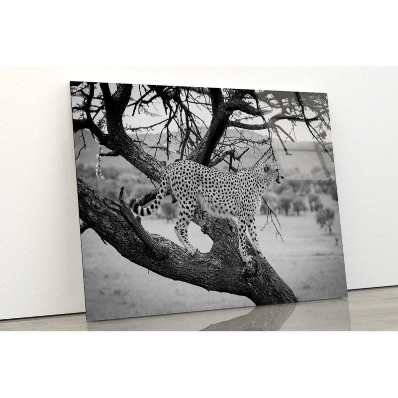 View of Cheetah Stands in Tree in Grassland Acrylic Glass Print Tempered Glass Wall Art 100% Made in Australia Ready to Hang
