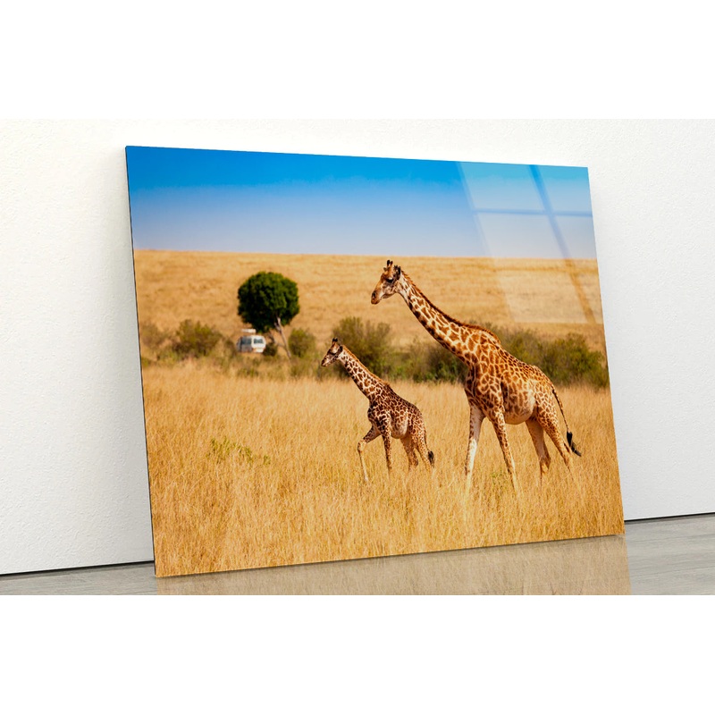 View of Two Giraffes and Safari Car in Kenya Acrylic Glass Print Tempered Glass Wall Art 100% Made in Australia Ready to Hang
