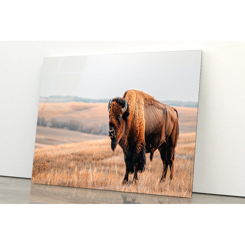 A Bison Standing In a Grassy Field View Acrylic Glass Print Tempered Glass Wall Art 100% Made in Australia Ready to Hang