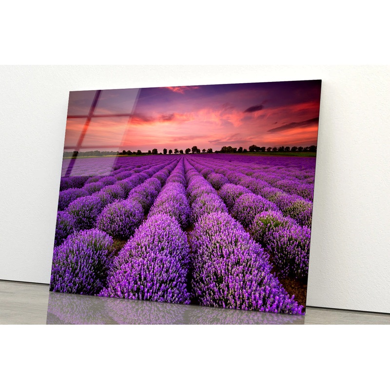 A Field Of Purple Flowers under a Sky with Clouds Acrylic Glass Print Tempered Glass Wall Art 100% Made in Australia Ready to Hang