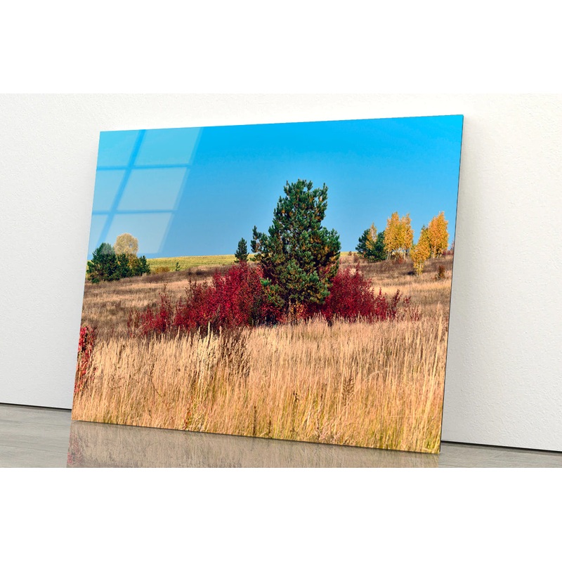 A Field Of Tall Grass With Trees an Autumn Vibe Acrylic Glass Print Tempered Glass Wall Art 100% Made in Australia Ready to Hang