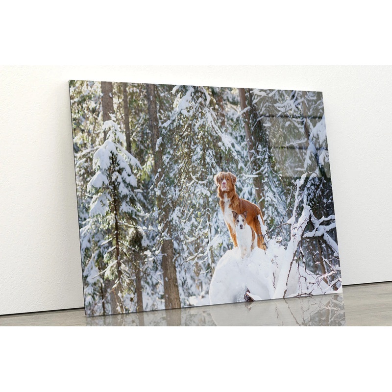A Fox Standing On the Snow in a Winter Forest Acrylic Glass Print Tempered Glass Wall Art 100% Made in Australia Ready to Hang