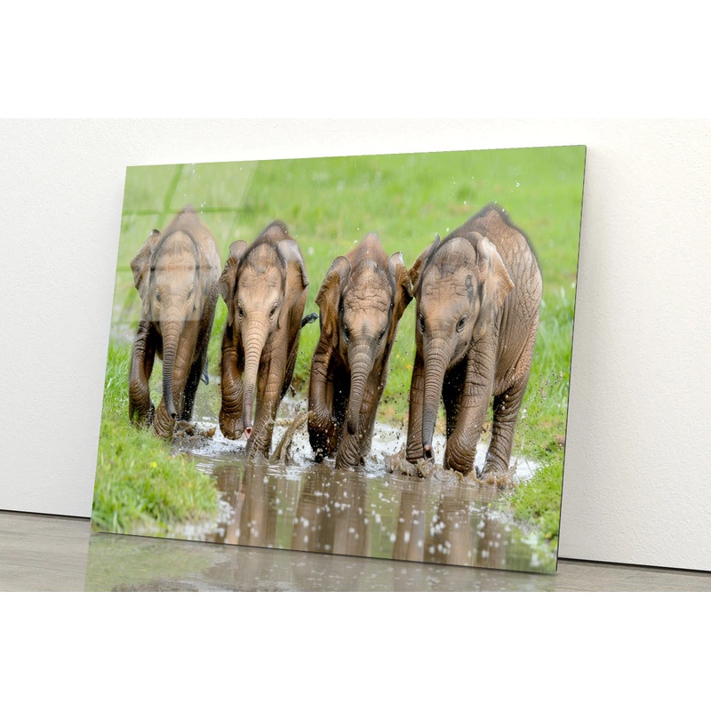 A Group of Elephants Peacefully Grazing Acrylic Glass Print Tempered Glass Wall Art 100% Made in Australia Ready to Hang