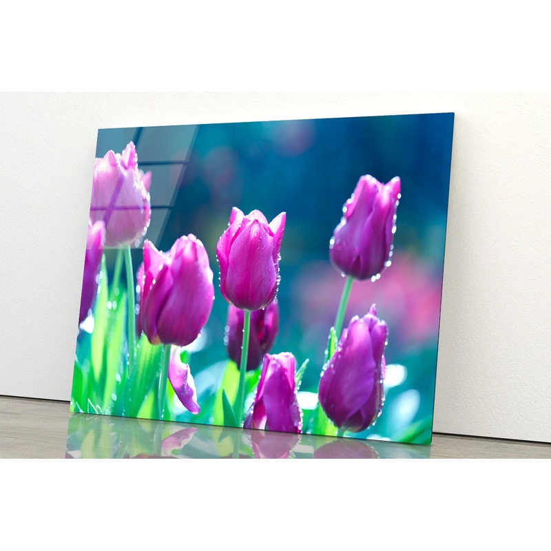A Group of Lady Tulip Flowers Blooming Acrylic Glass Print Tempered Glass Wall Art 100% Made in Australia Ready to Hang