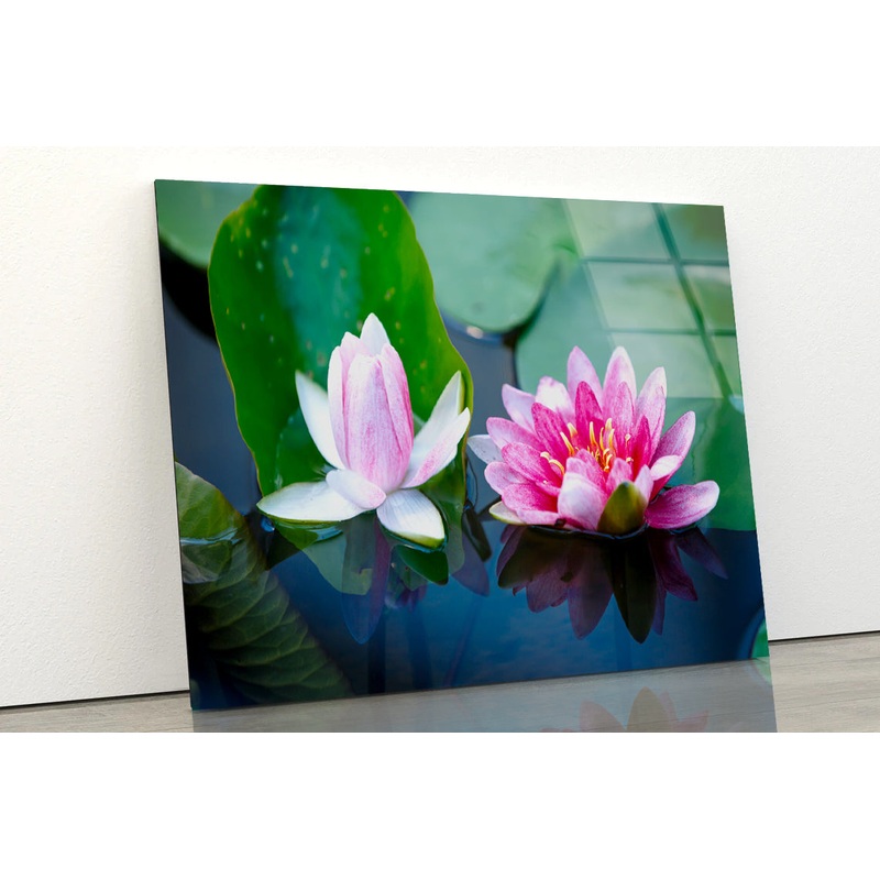 A Group of Pink Flowers Blooming On a Lily Pad Acrylic Glass Print Tempered Glass Wall Art 100% Made in Australia Ready to Hang