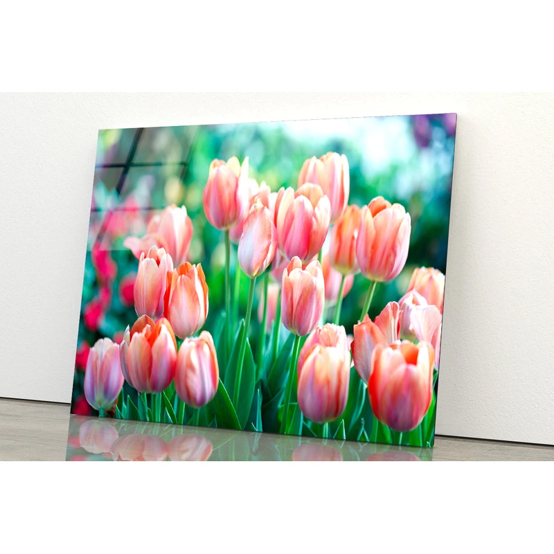 A Group of Pink Lady Tulip Flowers Blooming Acrylic Glass Print Tempered Glass Wall Art 100% Made in Australia Ready to Hang