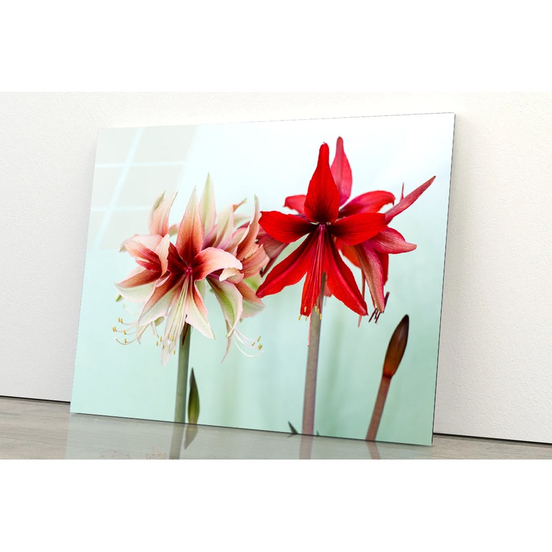 A Group of Red Lily Flowers Acrylic Glass Print Tempered Glass Wall Art 100% Made in Australia Ready to Hang