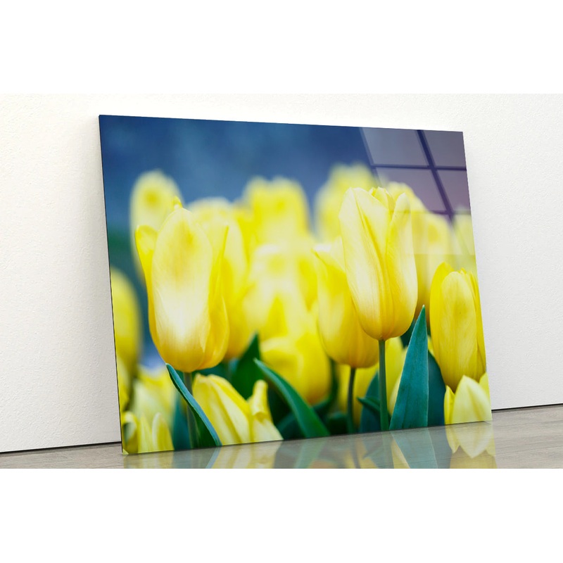 A Group of Yellow Flowers Known As Lady Tulips Acrylic Glass Print Tempered Glass Wall Art 100% Made in Australia Ready to Hang