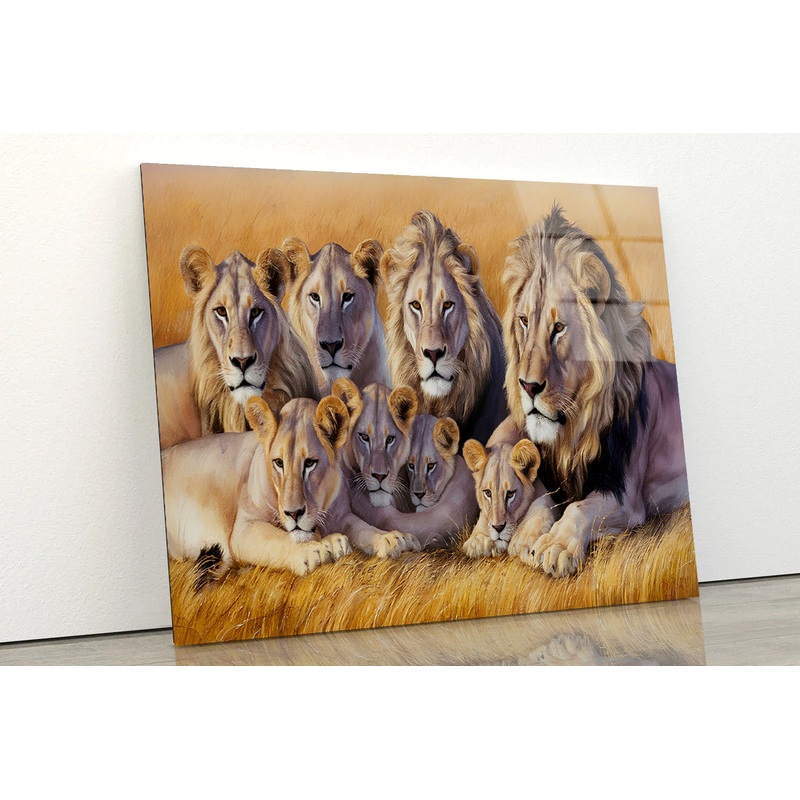 A Pride of Lions Resting Together In the Grasslands Acrylic Glass Print Tempered Glass Wall Art 100% Made in Australia Ready to Hang