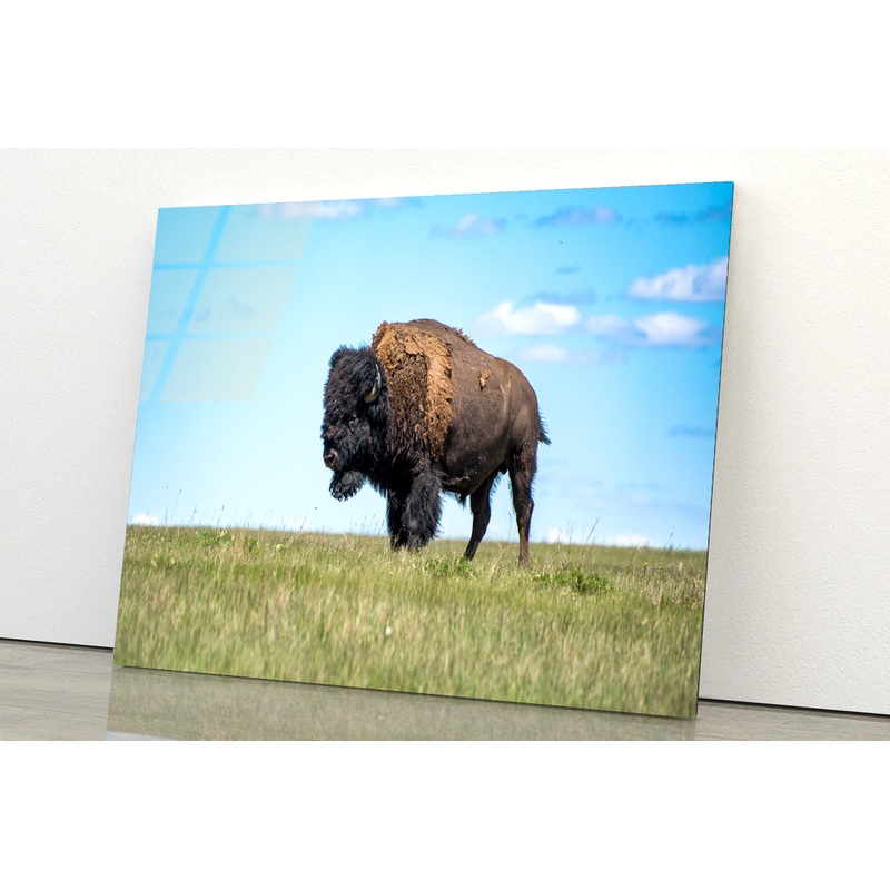 Bison in Grasslands National Park Acrylic Glass Print Tempered Glass Wall Art 100% Made in Australia Ready to Hang